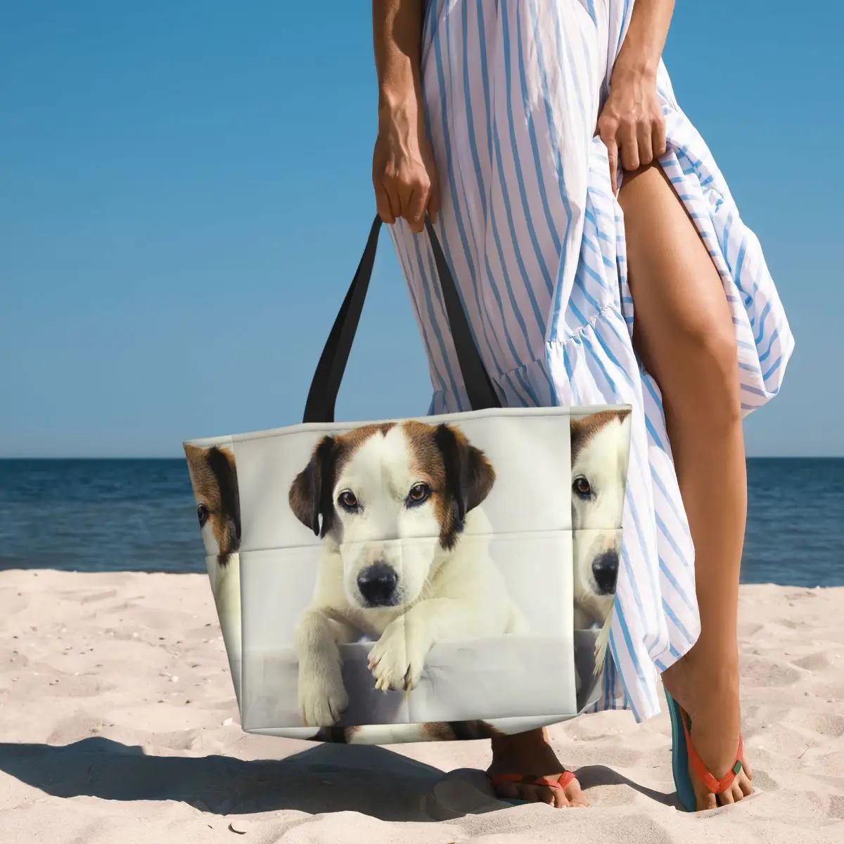 Dog Jack Russell Terrier Photo – Yoga Fitness Gym Photos Bewertung und Preis